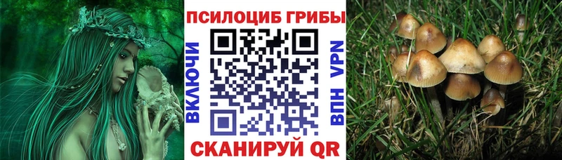 Купить  Александровск-Сахалинский  Галлюциногенные грибы GOLDEN TEACHER 